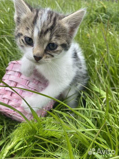 Котята ищут дом