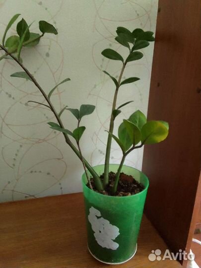 Замиокулькас, драцена, сингониум