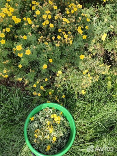 Чеснок, курильский чай, мята