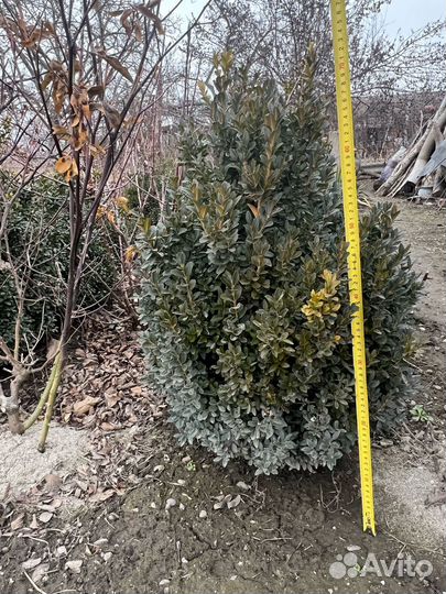 Вечнозеленые кустарники Самшит