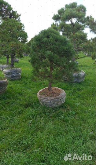 Можжевельник Блю Эрроу с бесплатной доставкой