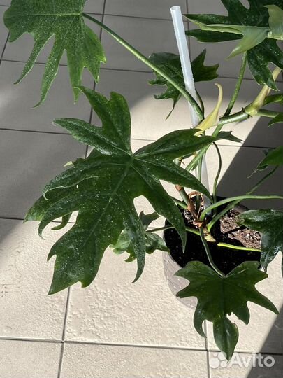 Филадендрон