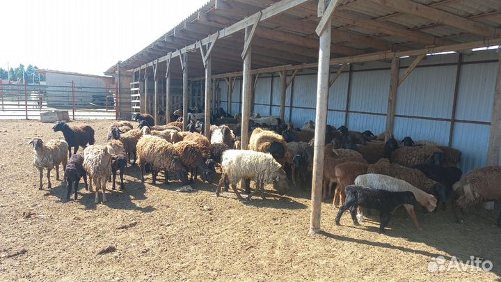 Овцы и бараны
