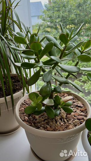 Крассула толстянка