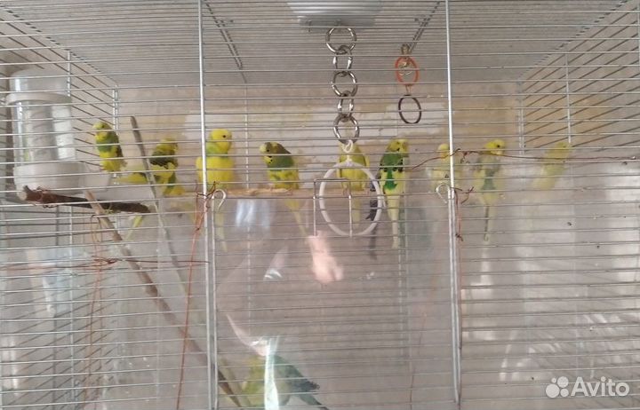 Птенцы волнистый попугай