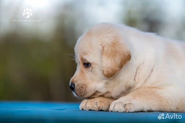 Щенки лабрадора