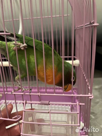 Попугай неразлучник