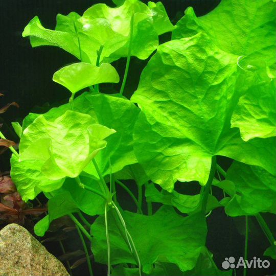 Аквариумные растения 4 вида