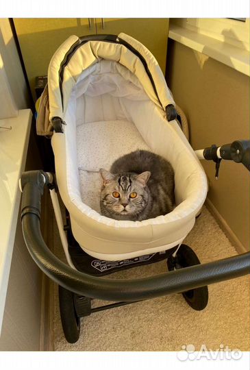 Коляска zippy 2 в 1