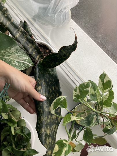 Сансевиерия кирки пульхра копертон