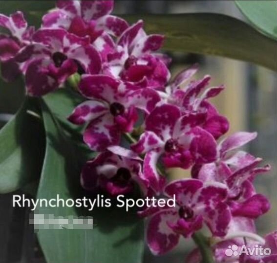 Ринхостилис Гигантея