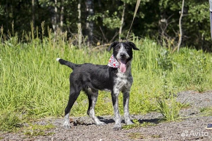 Весёлый Крис в добрые руки