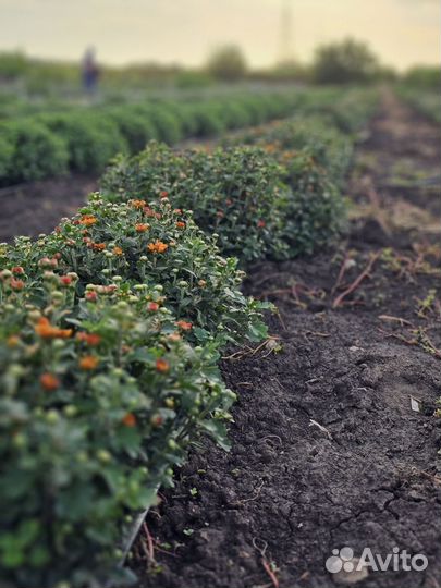 Хризантема мультифлора