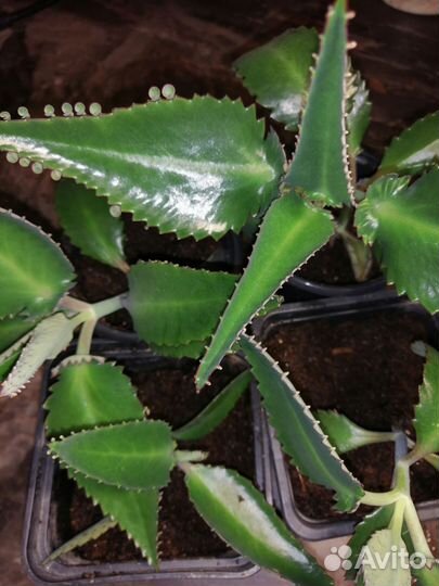 Коланхоэ лечебный