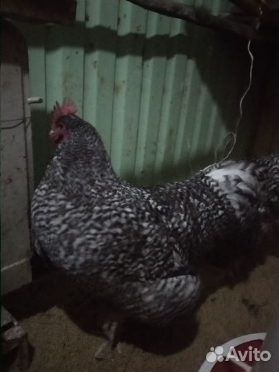 Яйцо мехеленской кукушки, цыплята