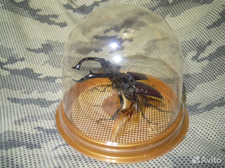 Сувенир - настоящий жук в колбе