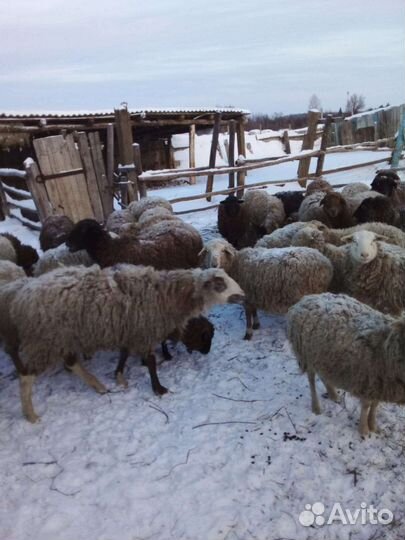 Овцы бараны