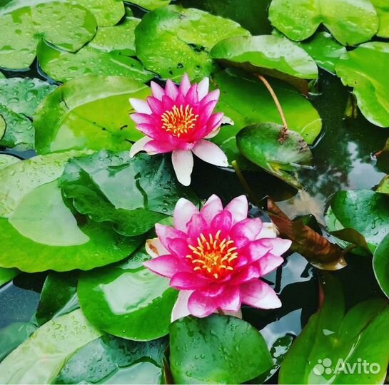 Продаю корни кувшинок (розовые)