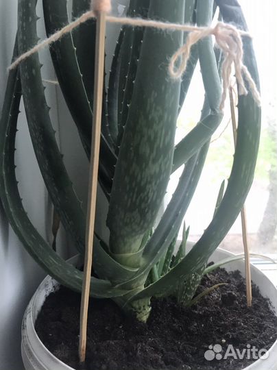 Комнатные цветы алоэ