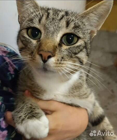 Котики бесплатно