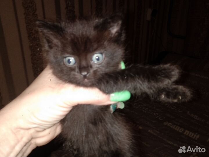 Кошка