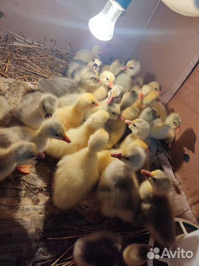 Гусята суточные