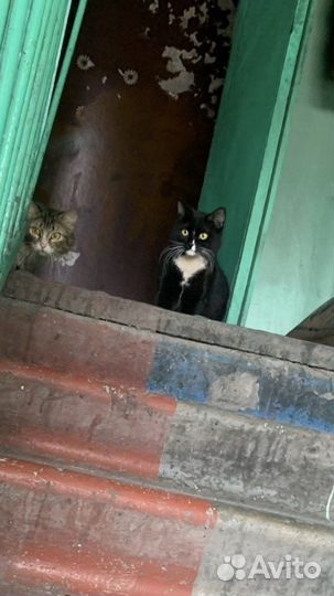 Котейки в коридорах