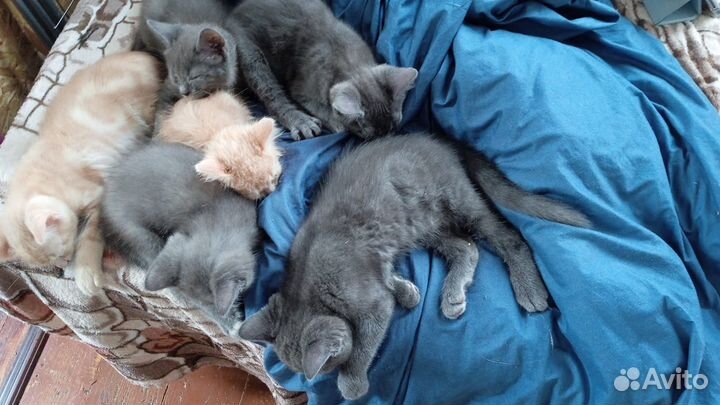 Отдам котят в добрые руки