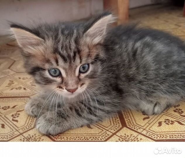 Отдам в добрые руки
