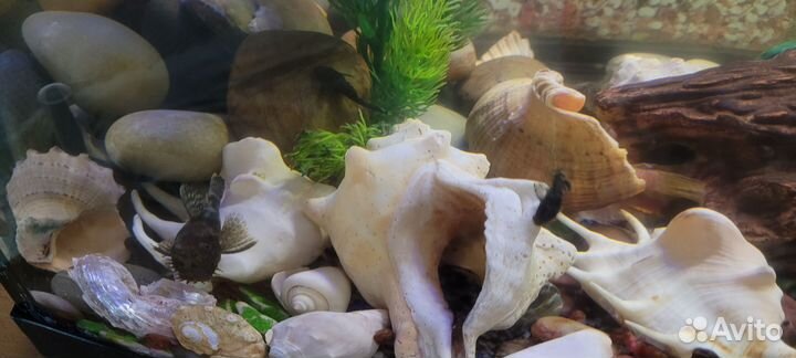 Сом анциструс