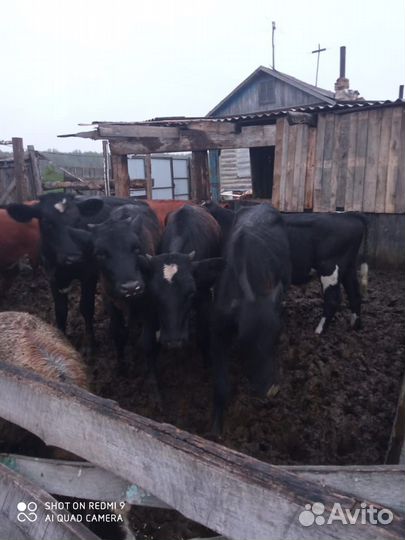 Телята телочки