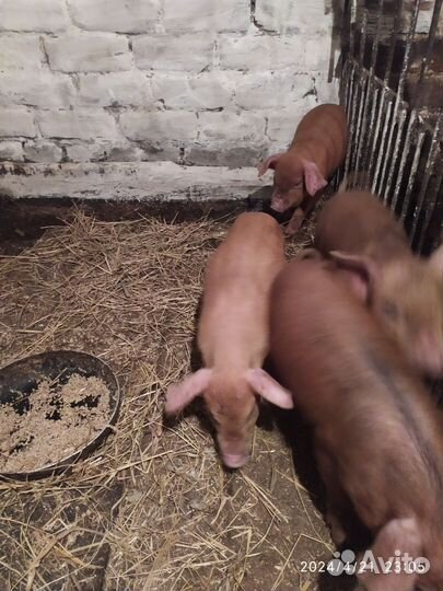 Хорек животное