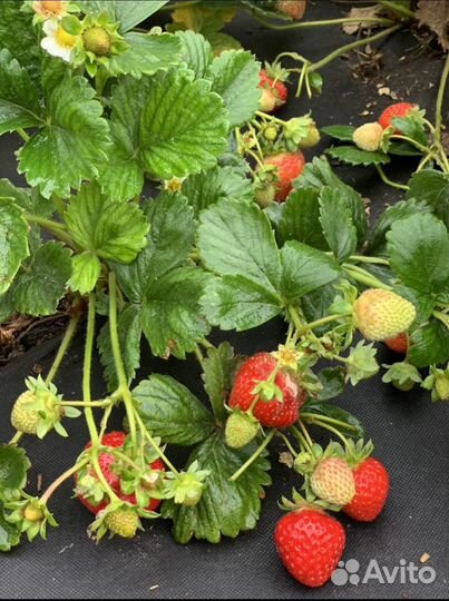 Клубника ягоды рассада. Земляника-виктория