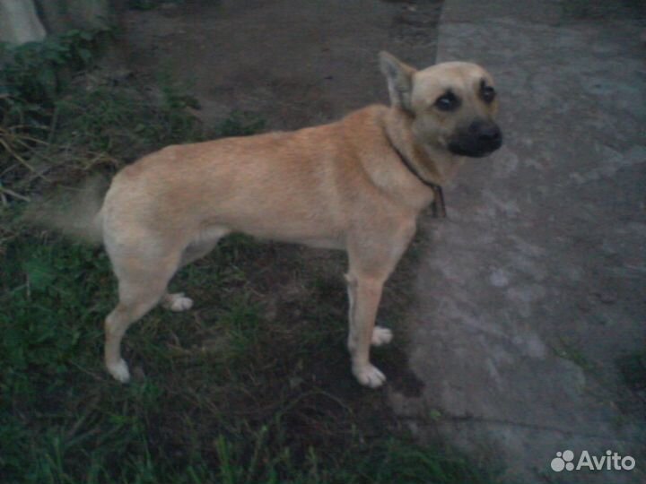 Собака в добрые руки