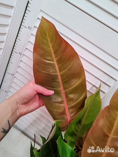 Филодендрон принц оранж 3 в 1 - 17/50
