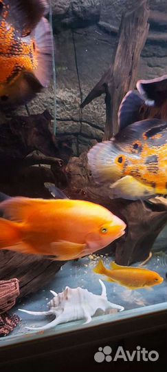 Рыба Попугай 15 см 1 шт и18 см 1 шт 29 см 1 шт