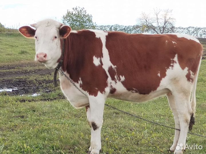 Телки стельные