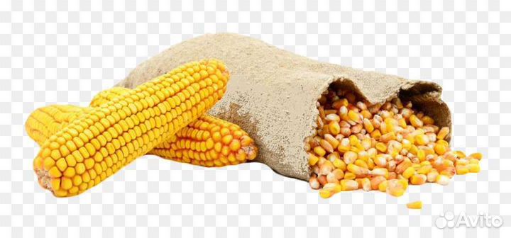 Кукурузная крупа, старт, рост