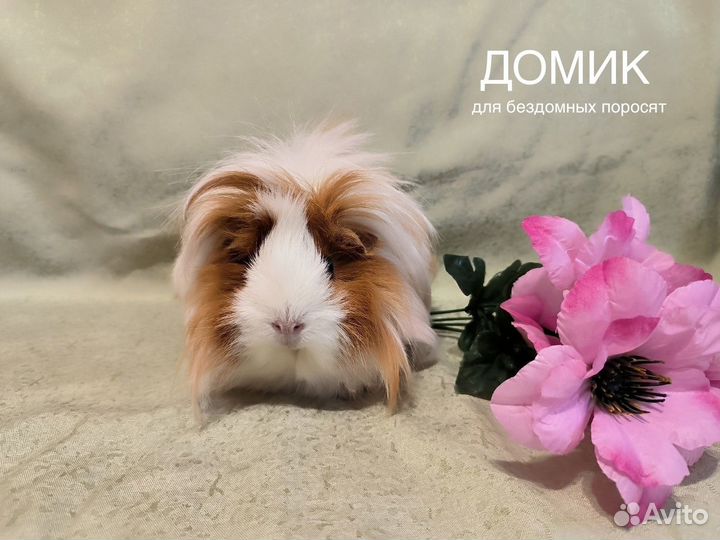 Морские свинки в добрые руки