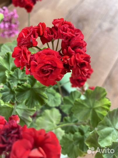 Толстянка (денежное дерево) и другие цветы