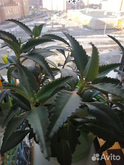 Каланхоэ дегремона