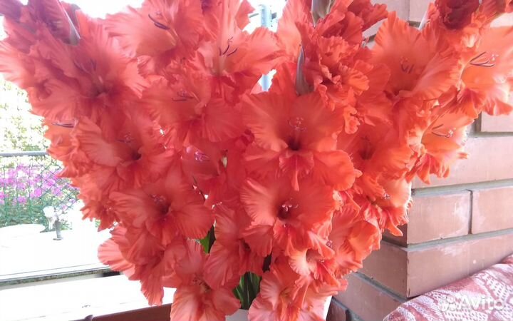 Гладиолусы луковицы