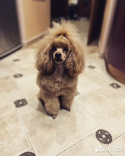 Вязка кобель красный той-пудель