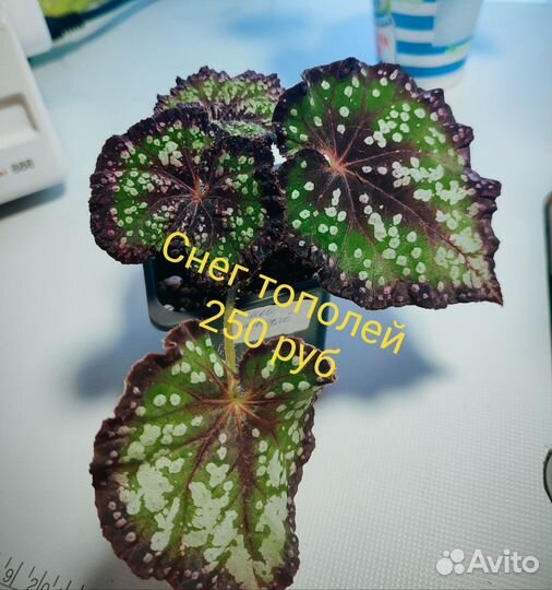 Бегонии сортовые