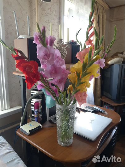 Гладиолусы луковицы