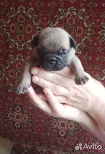 Щенок французский бульдог