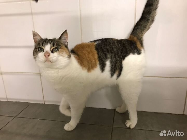 Кошка бесплатно