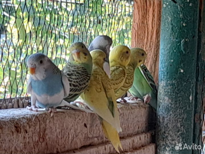 Волнистые попугаи