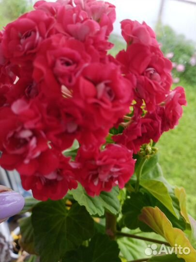 Пеларгония розебундная, циропегия Вудду