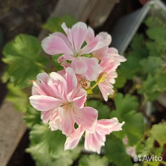 Пеларгонии